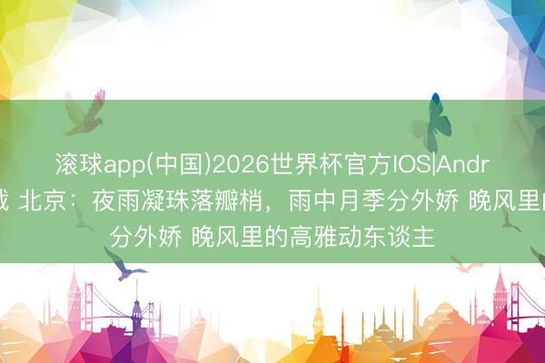 滚球app(中国)2026世界杯官方IOS|Android手机app下载 北京:夜雨凝珠落瓣梢,雨中月季分外娇 晚风里的高雅动东谈主