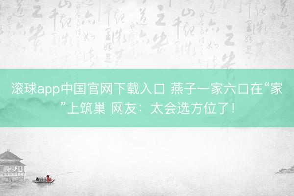 滚球app中国官网下载入口 燕子一家六口在“家”上筑巢 网友：太会选方位了！